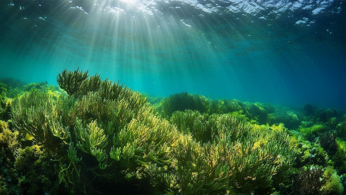 Why algae omega 3 is better than fish oil