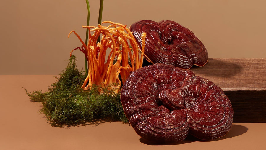 What are functional mushrooms & why do we need them?