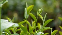 7 Surprising benefits of L-theanine