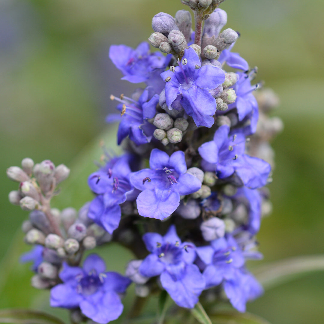 Agnus Castus Extract (Chaste Berry)