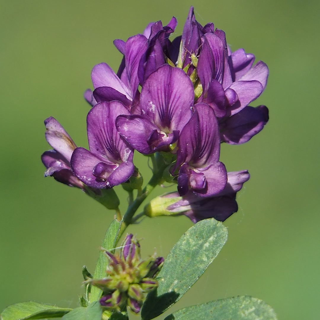 Alfalfa (Medicago Sativa)