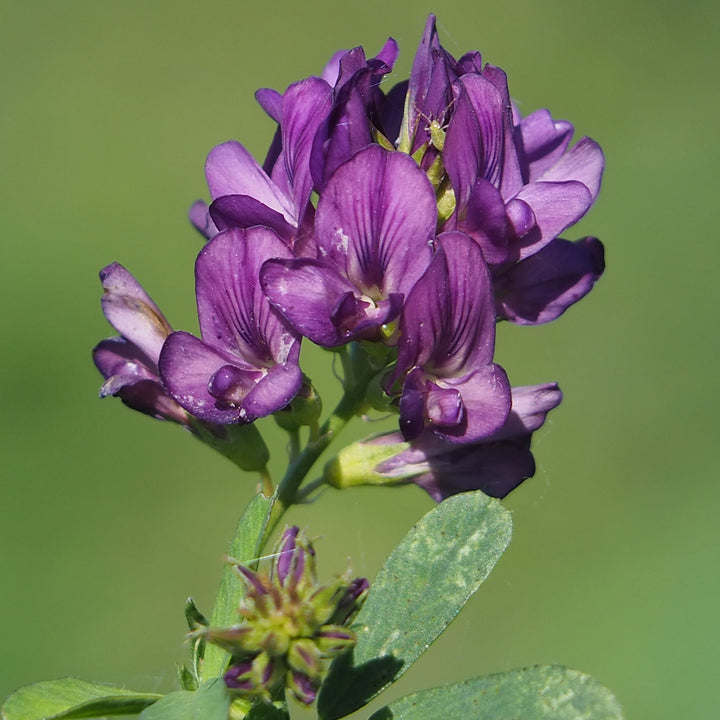 Alfalfa