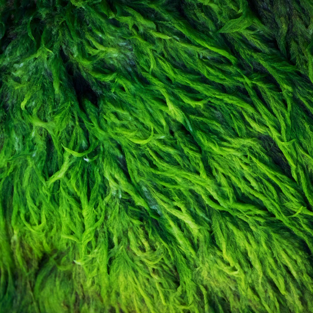Algae Omega 3