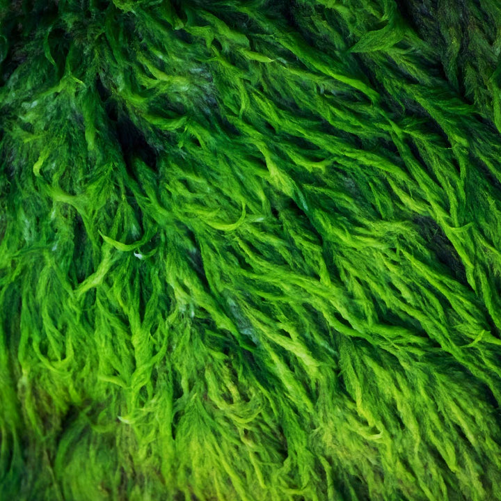 Algae