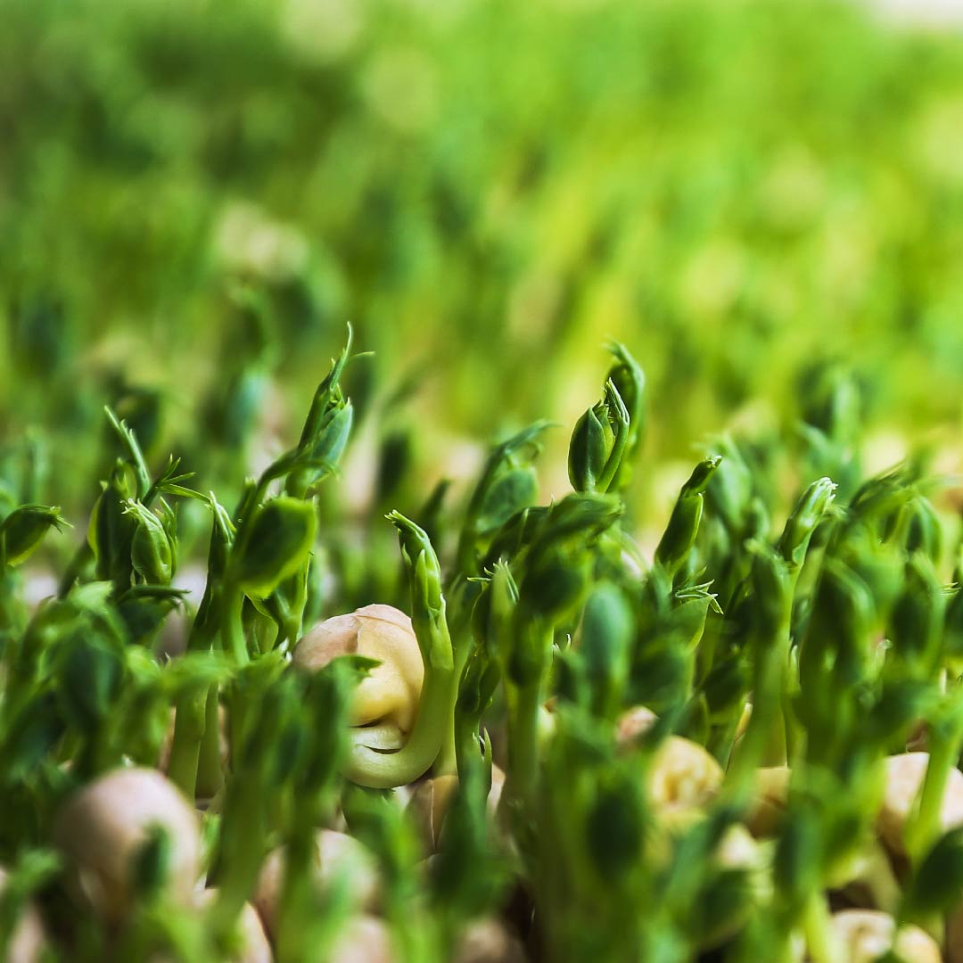 AnaGain™ (Pisum sativum)