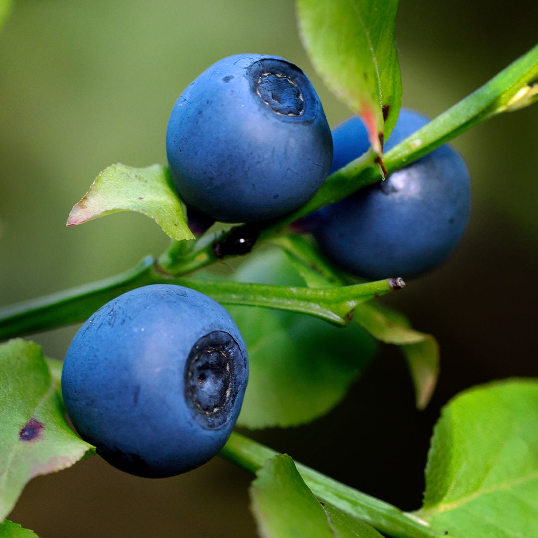 Bilberry Extract (Vaccinium uliginosum)