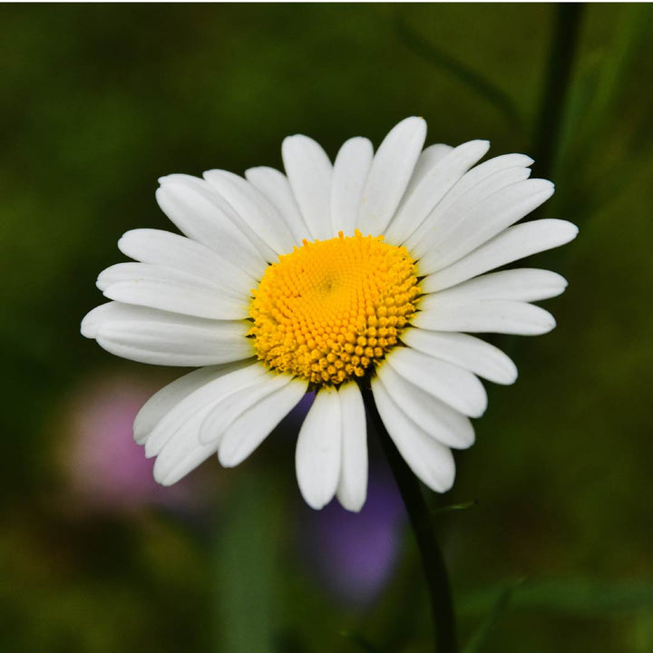 Chamomile