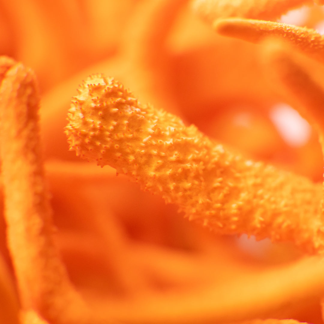 Cordyceps (Cordyceps Sinensis)