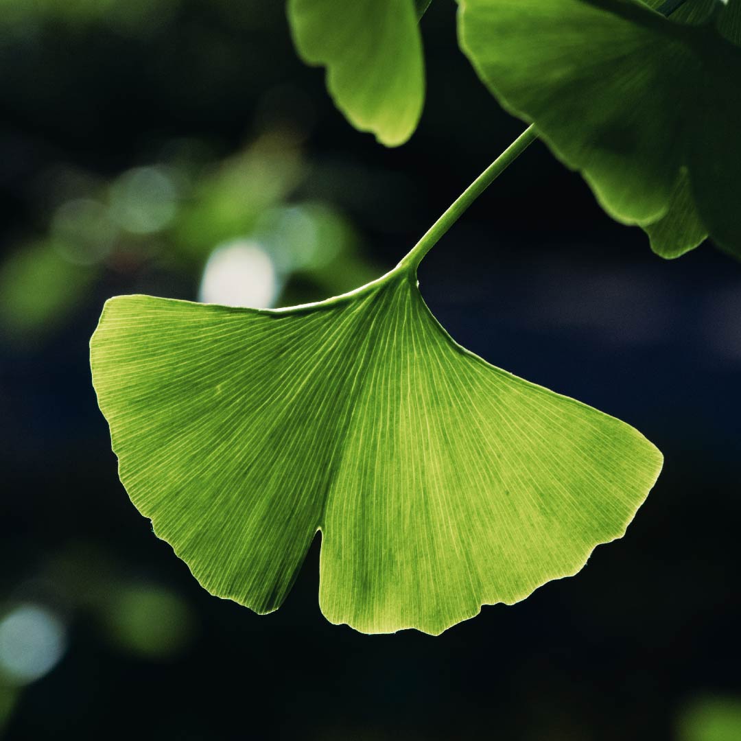 Ginkgo Biloba