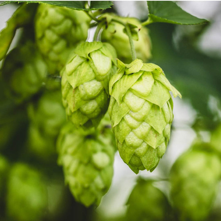 Hops