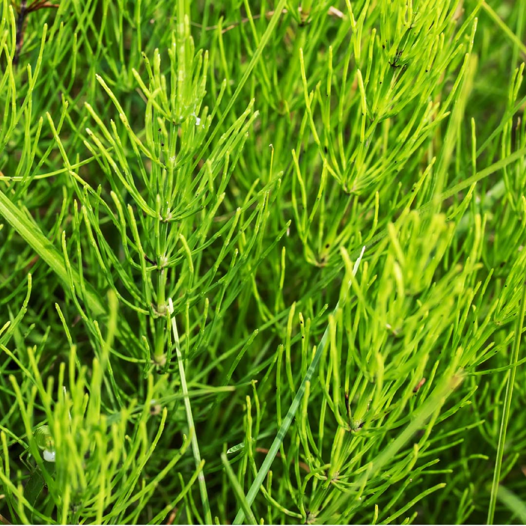 Horsetail Extract (Equisetum Arvense)