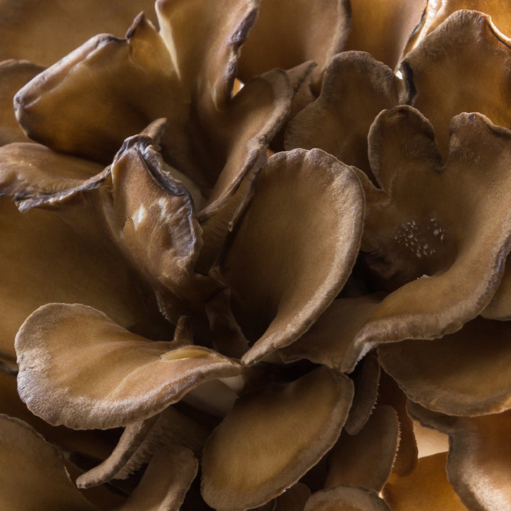 Hongo Maitake (Grifola Frondosa)