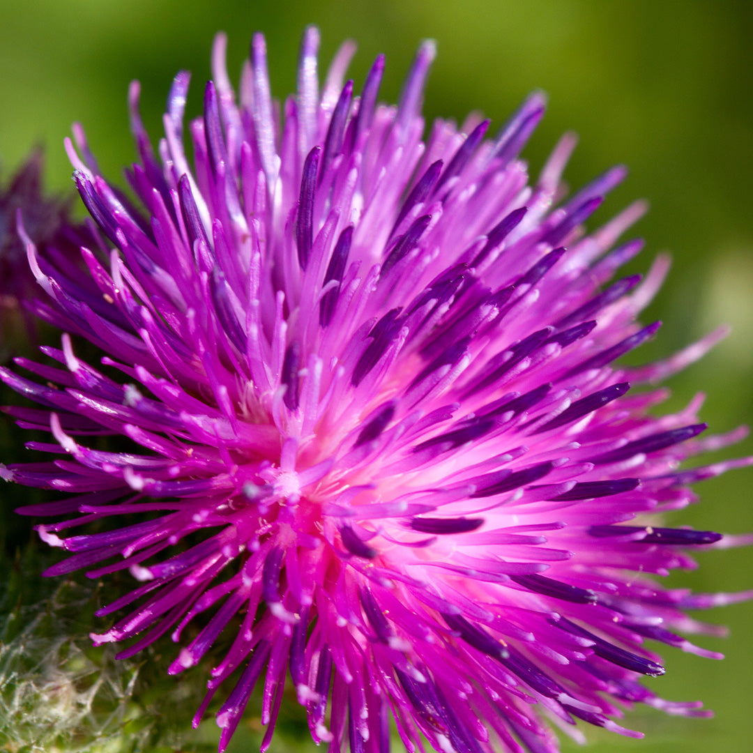 Cardo mariano (Silybum marianum L.)