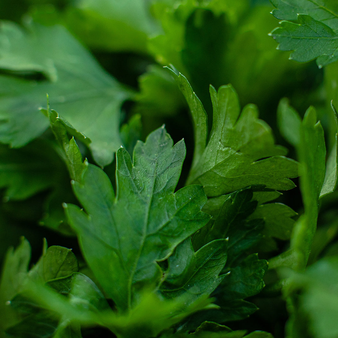 Parsley