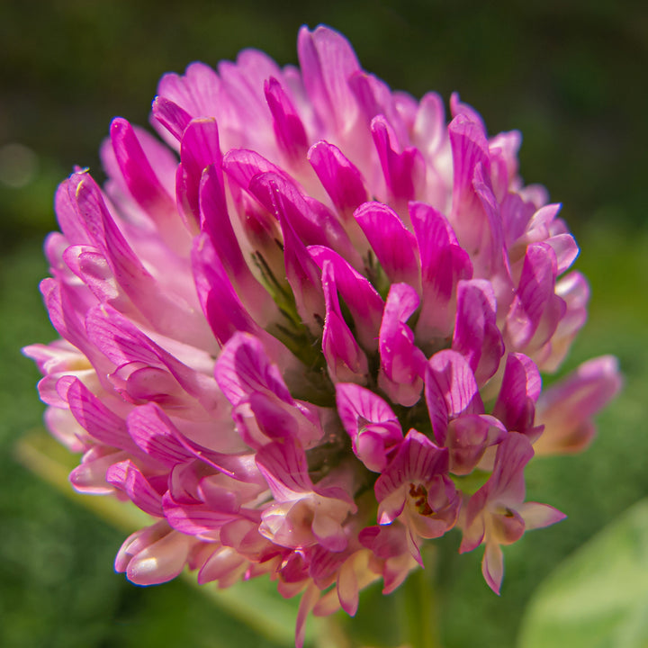 Red Clover