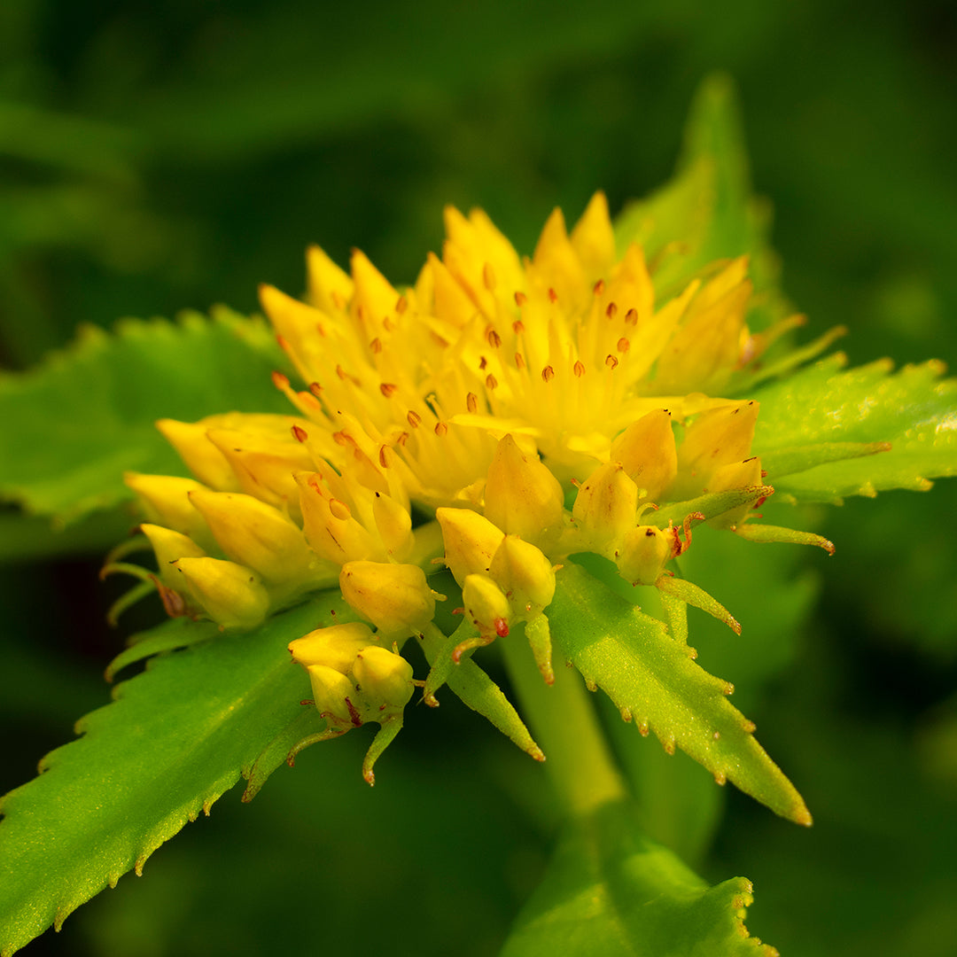 Rhodiola Extract