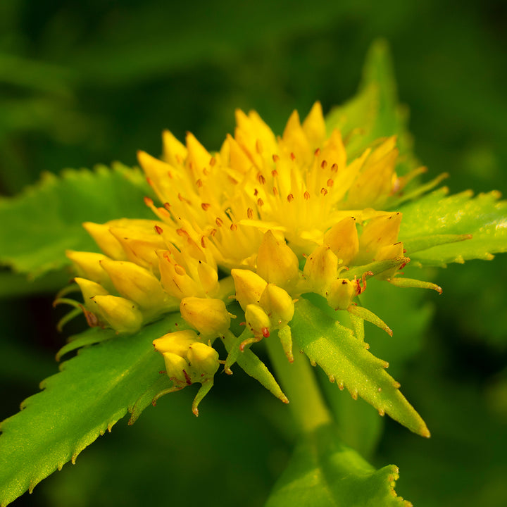 Rhodiola