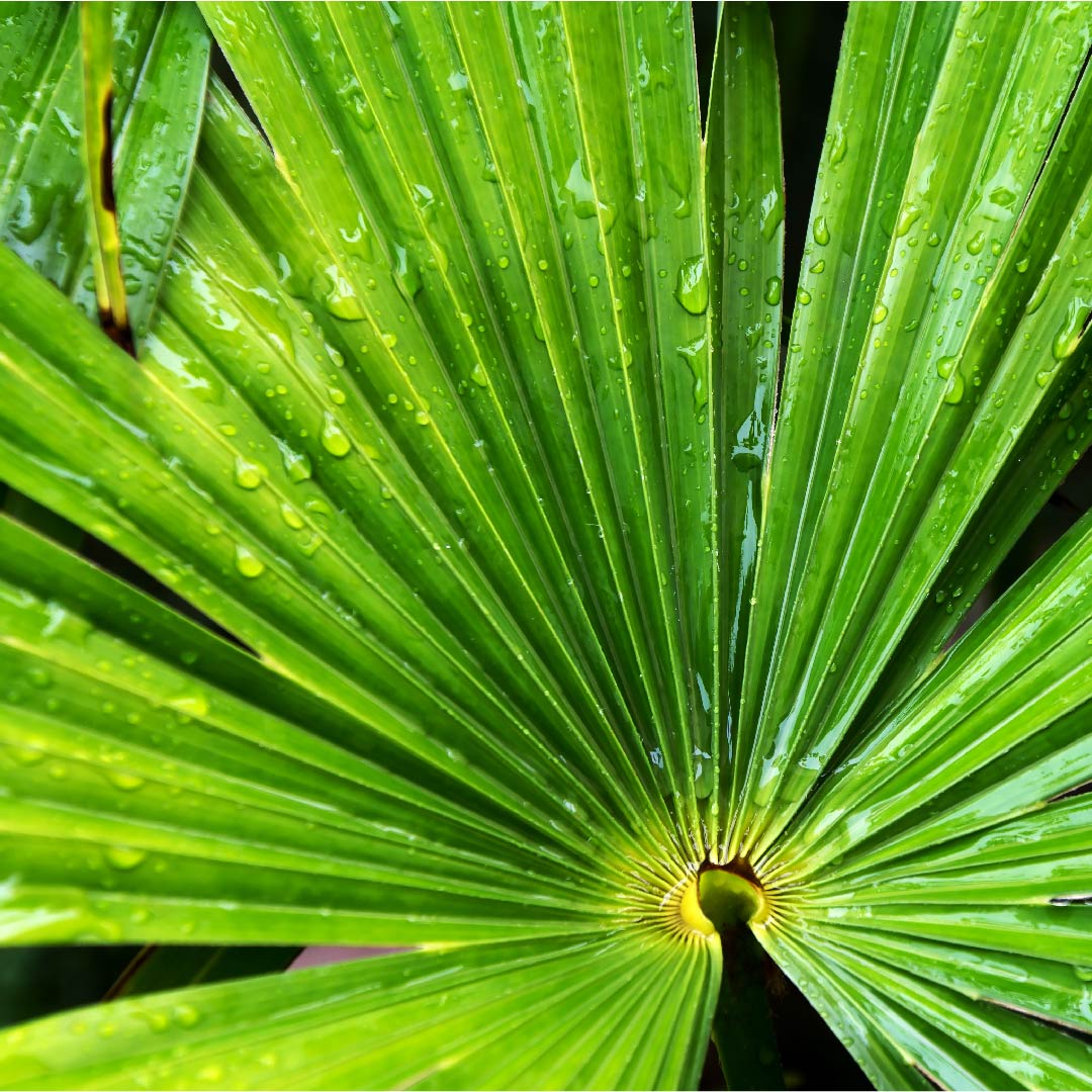 Saw Palmetto Extract (Serenoa Repens)