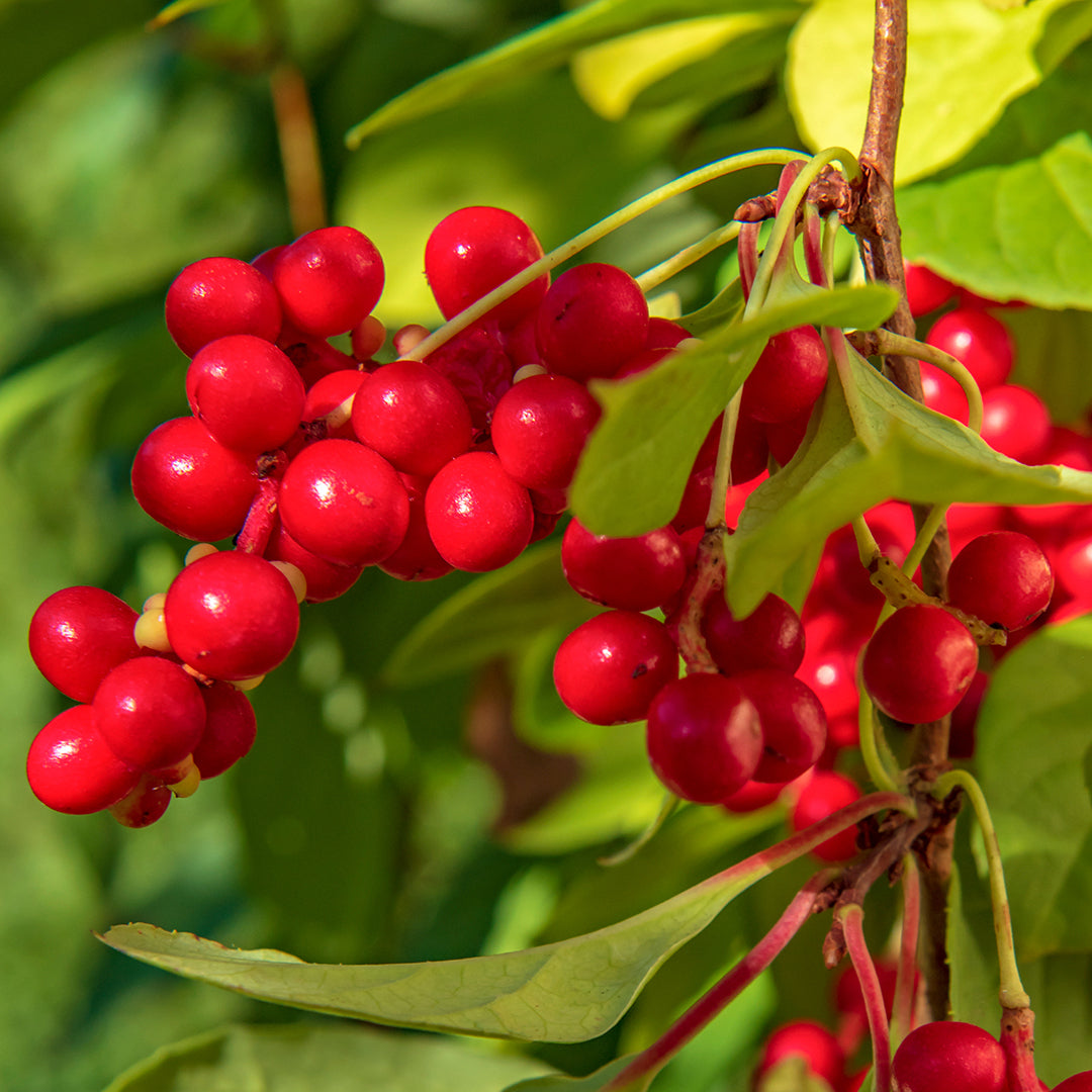 Bayas de Schisandra (Schisandra chinensis) en polvo