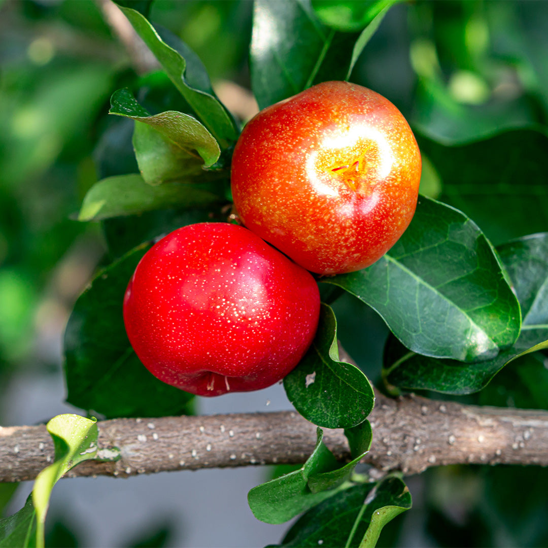 Vitamina C