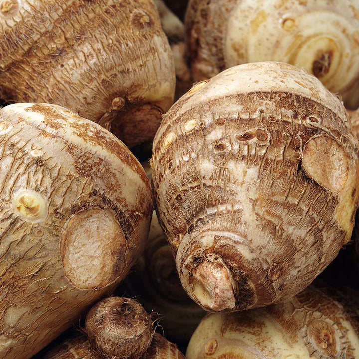 Wild Yam