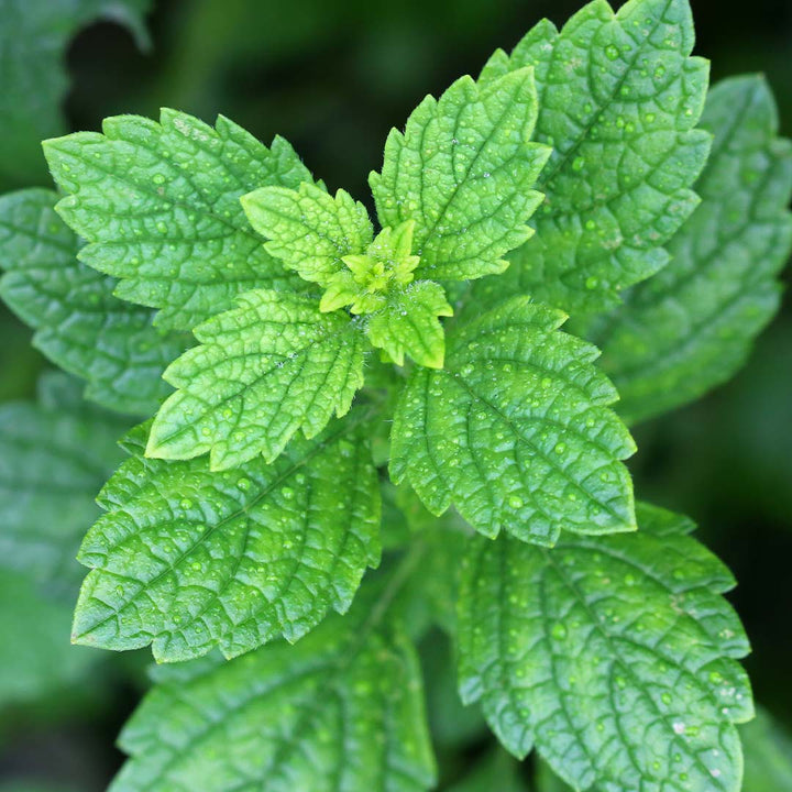 Lemon Balm