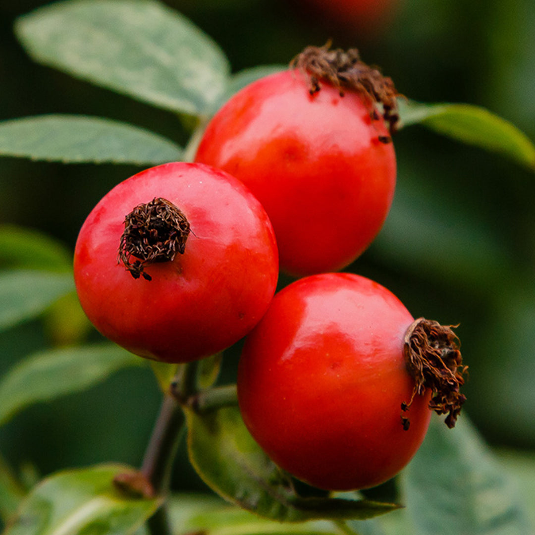 Rosehip