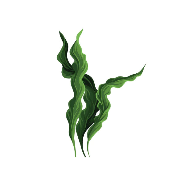 Spirulina